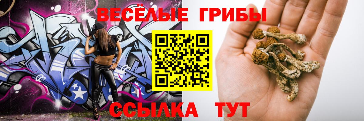 Псилоцибиновые грибы Psilocybe Гусиноозёрск